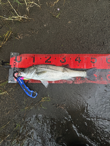 セイゴ（マルスズキ）の釣果