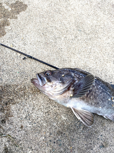 クロソイの釣果