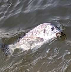 キビレの釣果