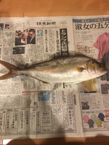 ネリゴの釣果