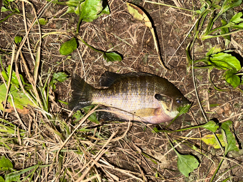 ブルーギルの釣果