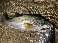 シーバスの釣果