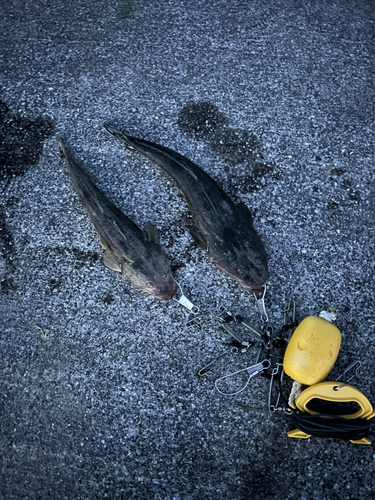 マゴチの釣果