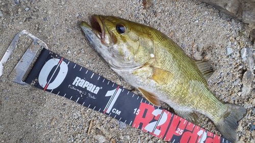 スモールマウスバスの釣果