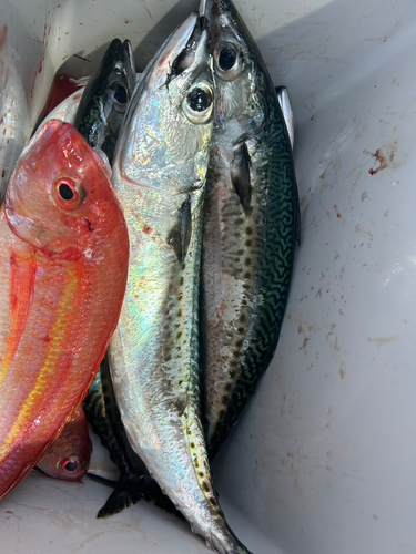 イトヨリダイの釣果