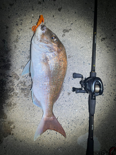 マダイの釣果