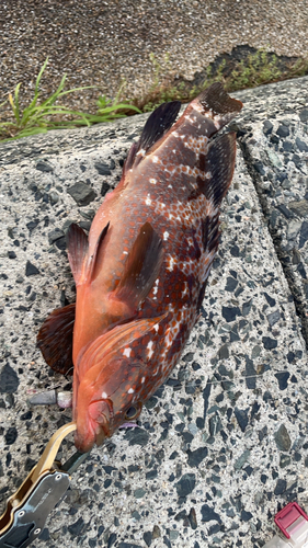 キジハタの釣果