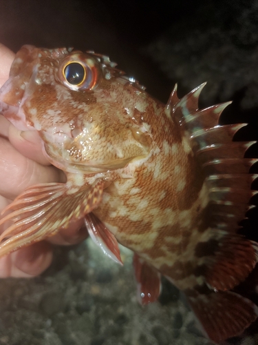 ガシラの釣果