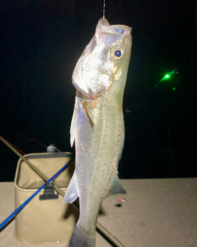 セイゴ（タイリクスズキ）の釣果