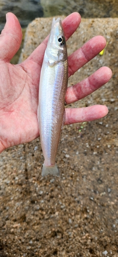 キスの釣果