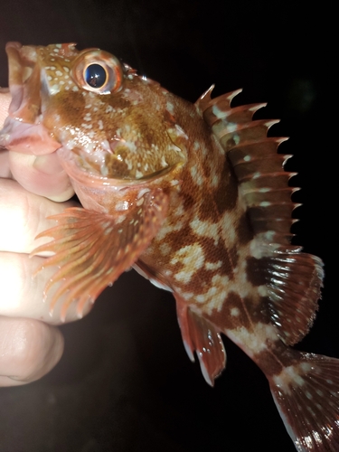 ガシラの釣果