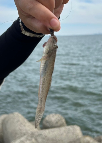 ハゼの釣果