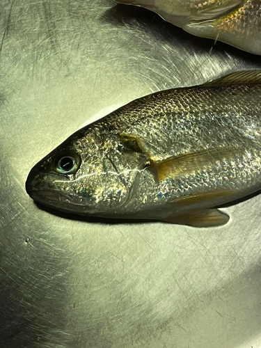 イシモチの釣果