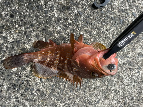 アコウの釣果