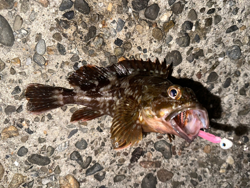 ガシラの釣果