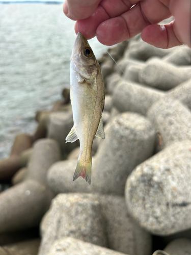 セイゴ（ヒラスズキ）の釣果