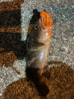 アコウの釣果