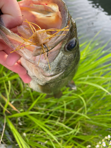 ブラックバスの釣果