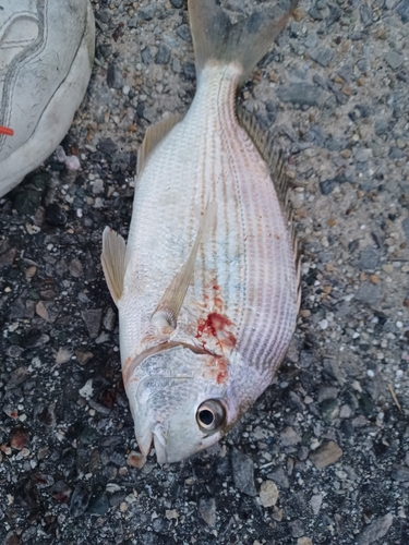 ヘダイの釣果