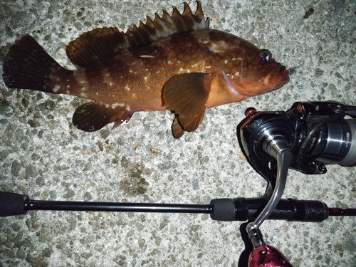 アコウの釣果