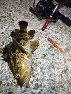 タケノコメバルの釣果