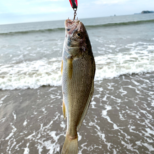 イシモチの釣果