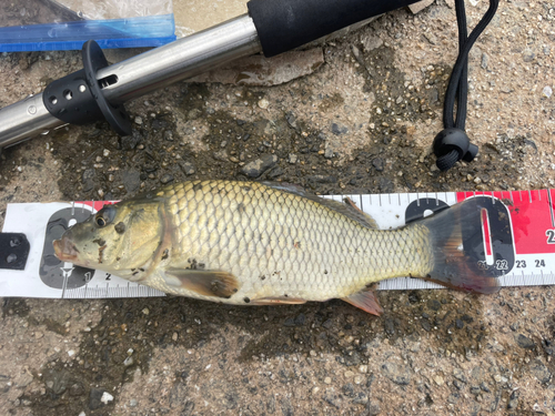 コイの釣果