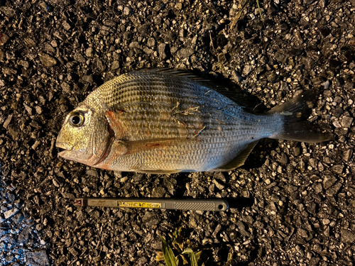 ヘダイの釣果