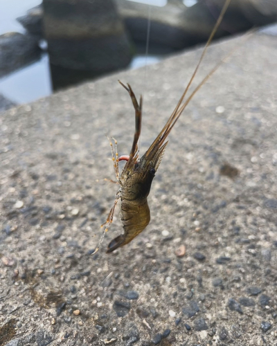 テナガエビの釣果