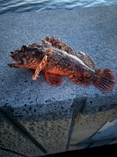 オニカサゴの釣果