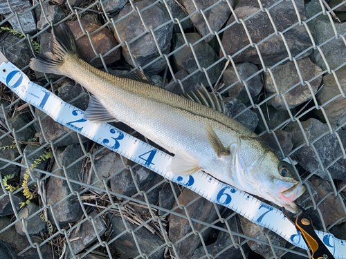 シーバスの釣果