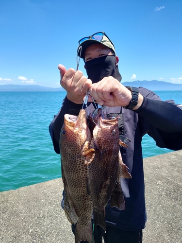 オオモンハタの釣果