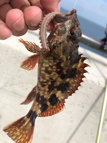 カサゴの釣果