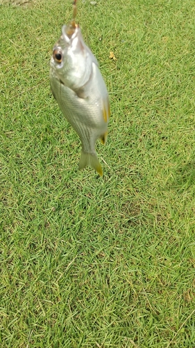 キビレの釣果