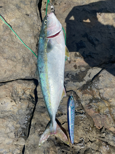 ハマチの釣果