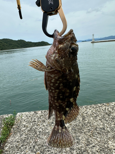 カサゴの釣果