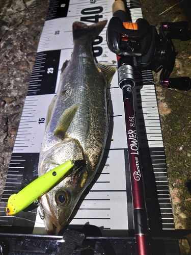 シーバスの釣果