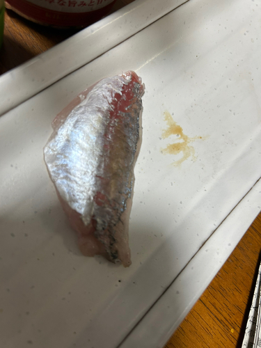 マアジの釣果