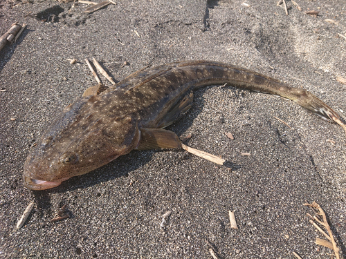 マゴチの釣果