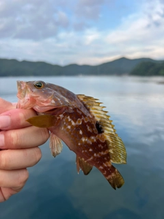 キジハタの釣果