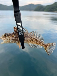 アサヒアナハゼの釣果