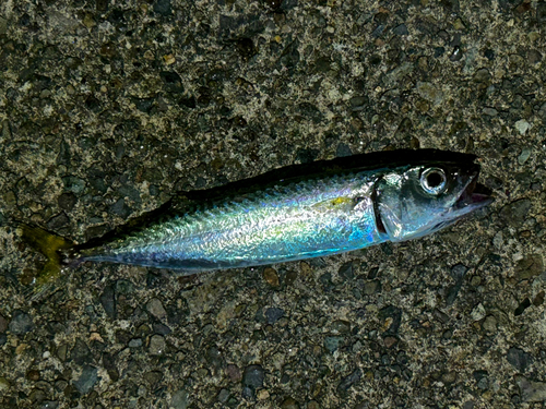 サバの釣果