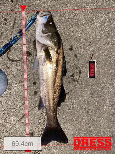 シーバスの釣果