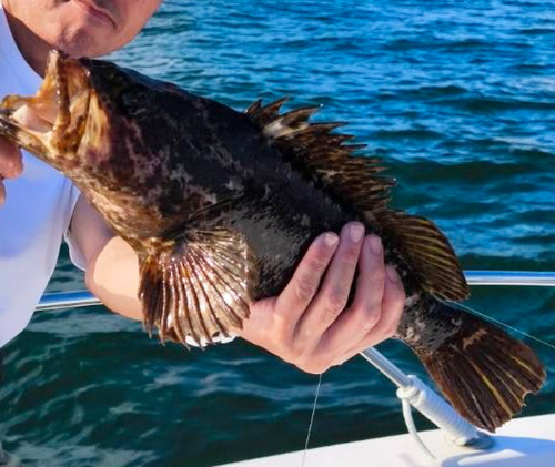 ベッコウゾイの釣果