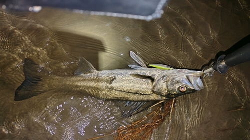 スズキの釣果