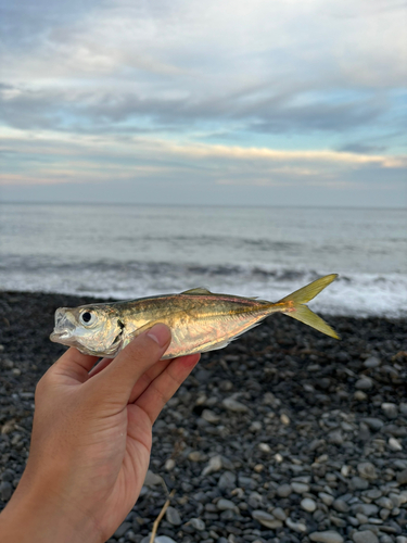 マアジの釣果