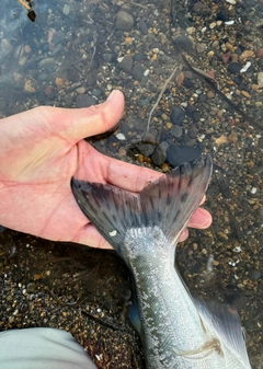 カラフトマスの釣果