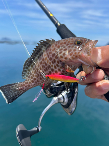 オオモンハタの釣果