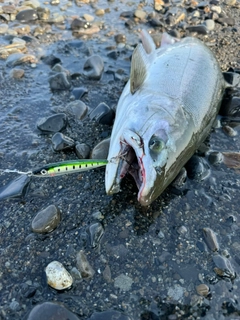 サクラマスの釣果