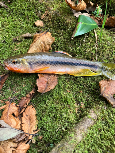 ウグイの釣果